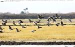 Científicos alemanes descubren que las aves se orientan usando el 'instinto'