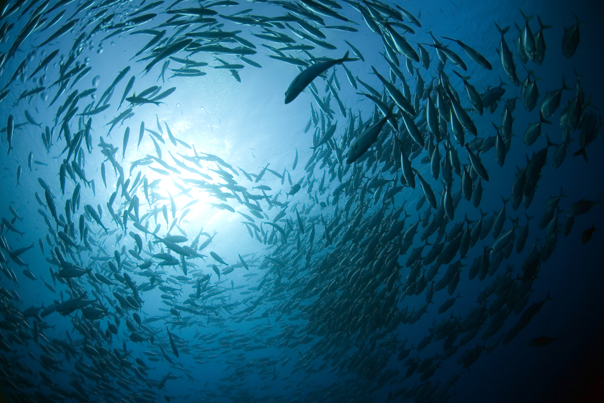 El cambio climático está llevando a los océanos a un punto c