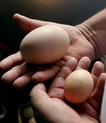 A qué se debe la huevoflación, la escalada de precio de los huevos en España