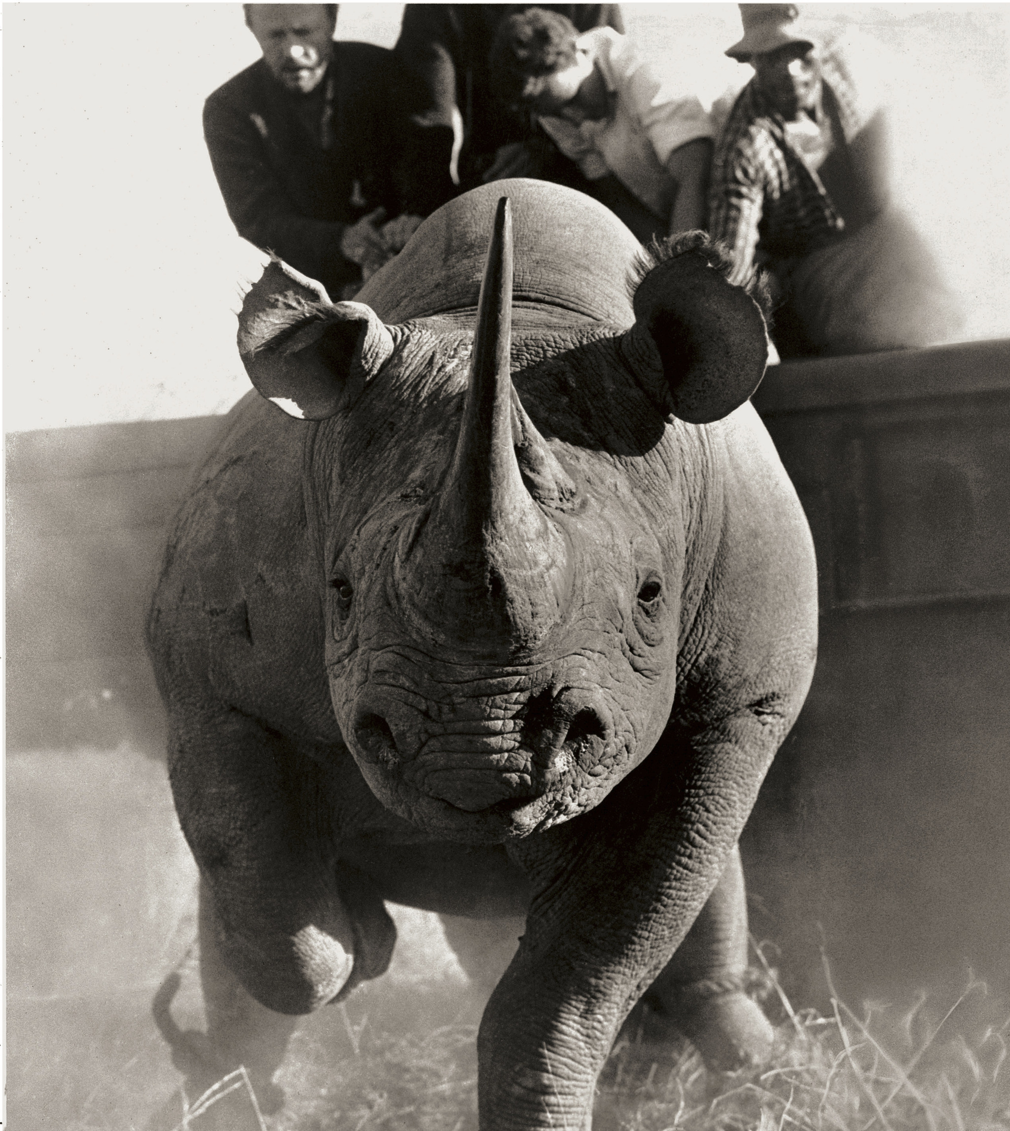 El libro que retrata el fin de la vida salvaje en África Taschen reedita The End of the Game, fotolibro de Peter Beard en el que se documenta la desaparición de animales salvajes y las consecuencias de la intervención humana en África. Leer