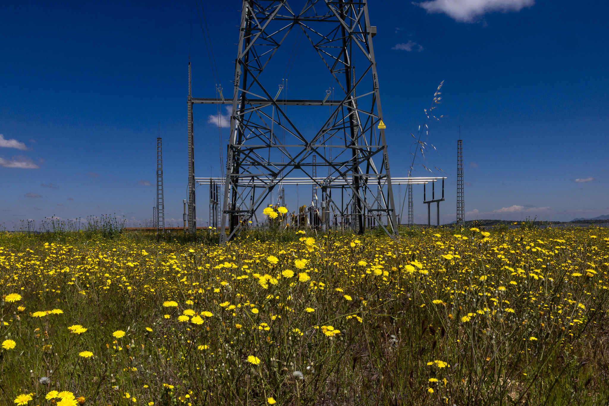 Iberdrola, BBVA y Telefónica: los bonos verdes ya son clave en la renta fija global