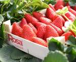 Alantra prepara la venta del grupo de frutos rojos Surexport