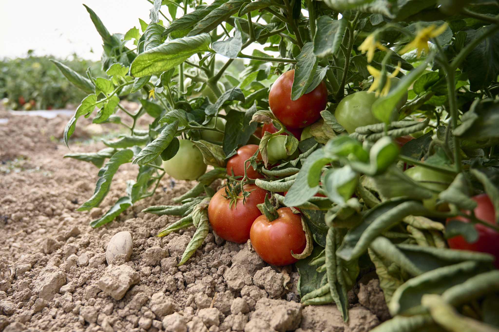Europa abre la puerta a producir trigo para celíacos y tomates para alérgicos Investigadores y desarrolladores españoles de semillas, preparados para las nuevas técnicas genéticas en las variedades vegetales. Leer