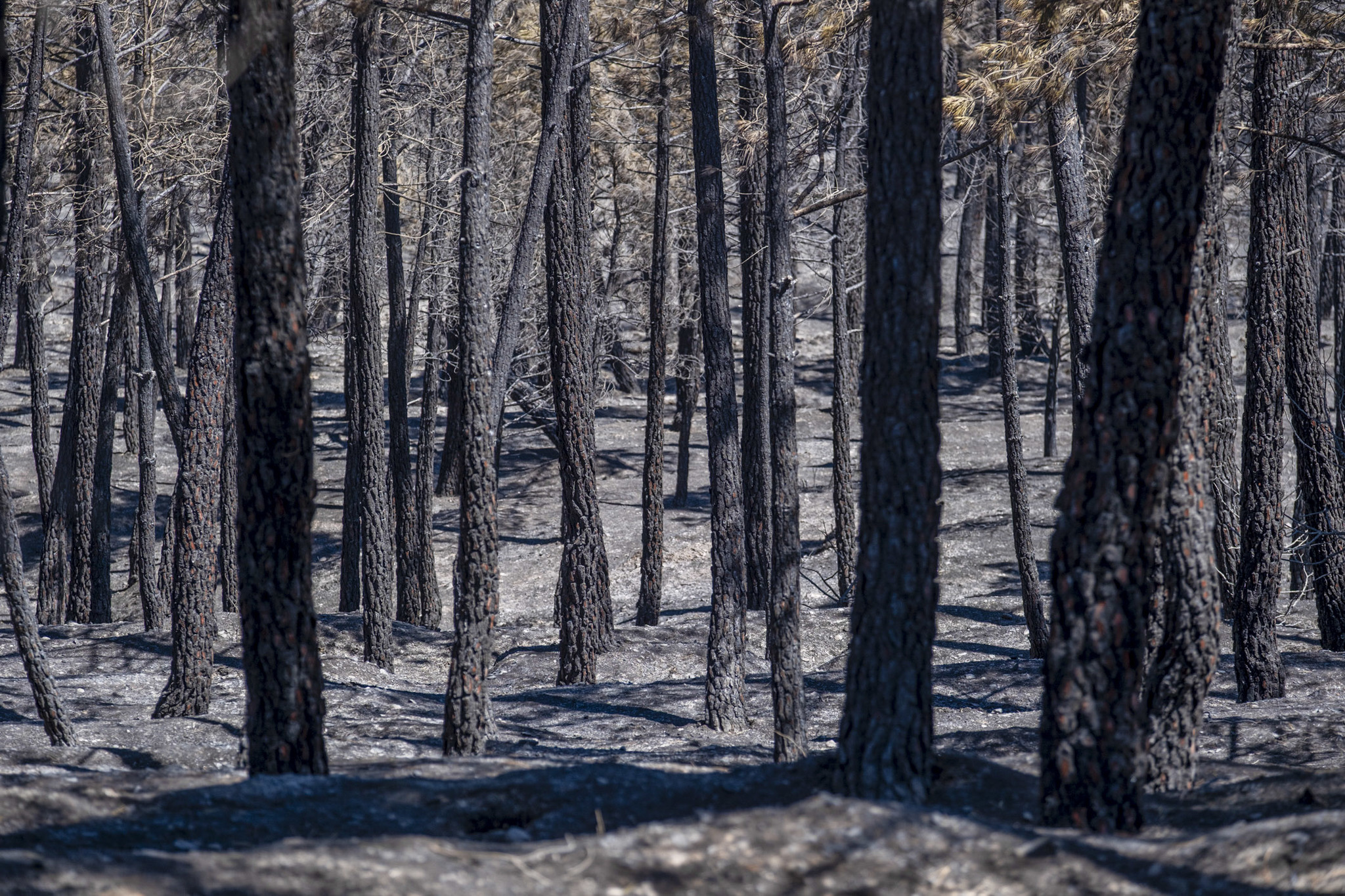 Sánchez reitera un "gran pacto de Estado" contra la emergencia climática en su visita al incendio de Guadalajara El presidente del Gobierno Pedro Sánchez, ha reiterado su convicción de que España necesita "un gran acuerdo, un gran pacto de Estado" contra la emergencia climática y ha considerado que el Gobierno de Castilla-La Mancha se está tomando "en serio" estas políticas. Leer
