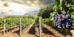 Los vinos españoles que están conquistando las subastas internacionales