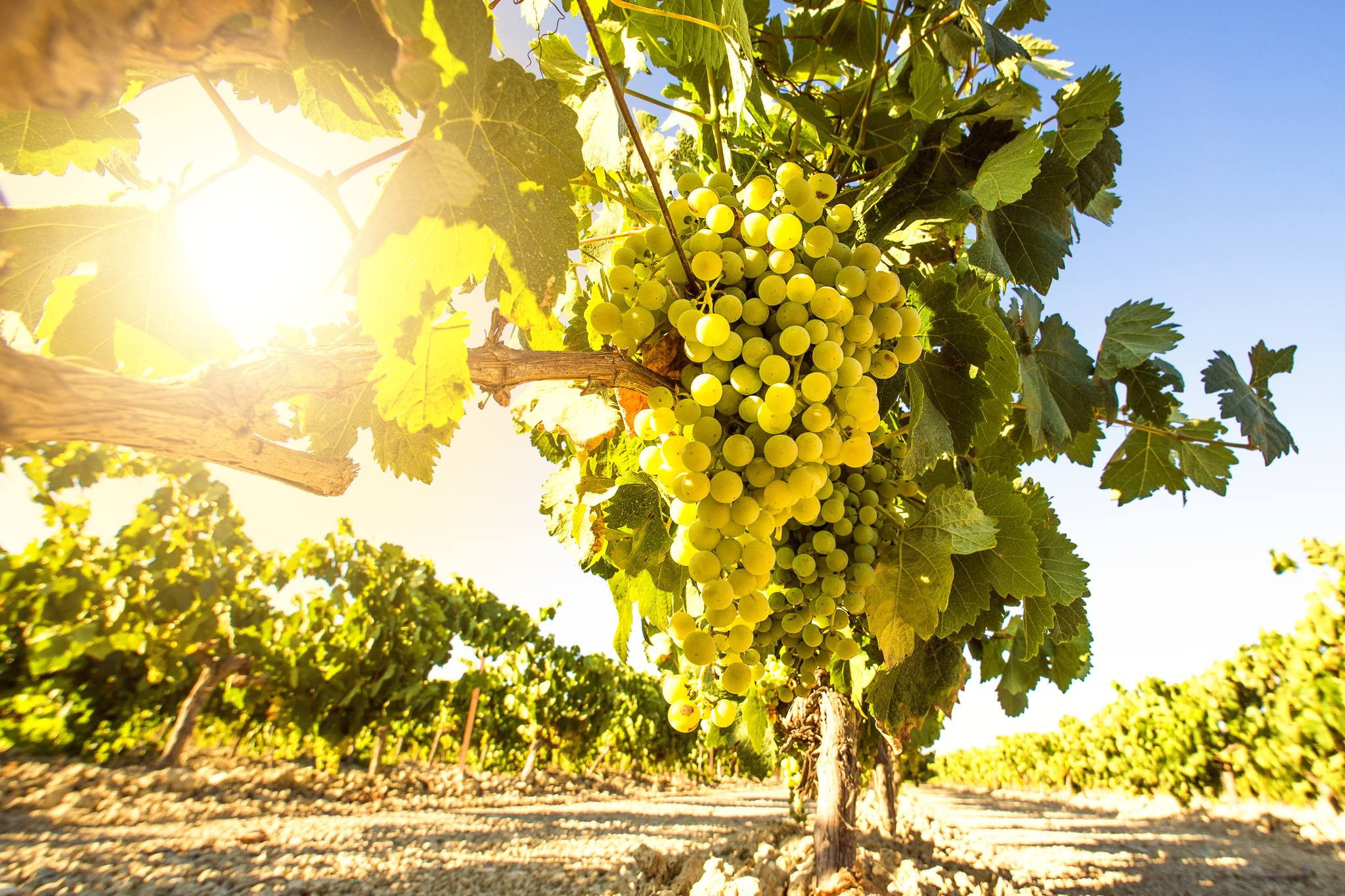El sector del cava mantiene los precios y adquiere uva por 100 millones de euros