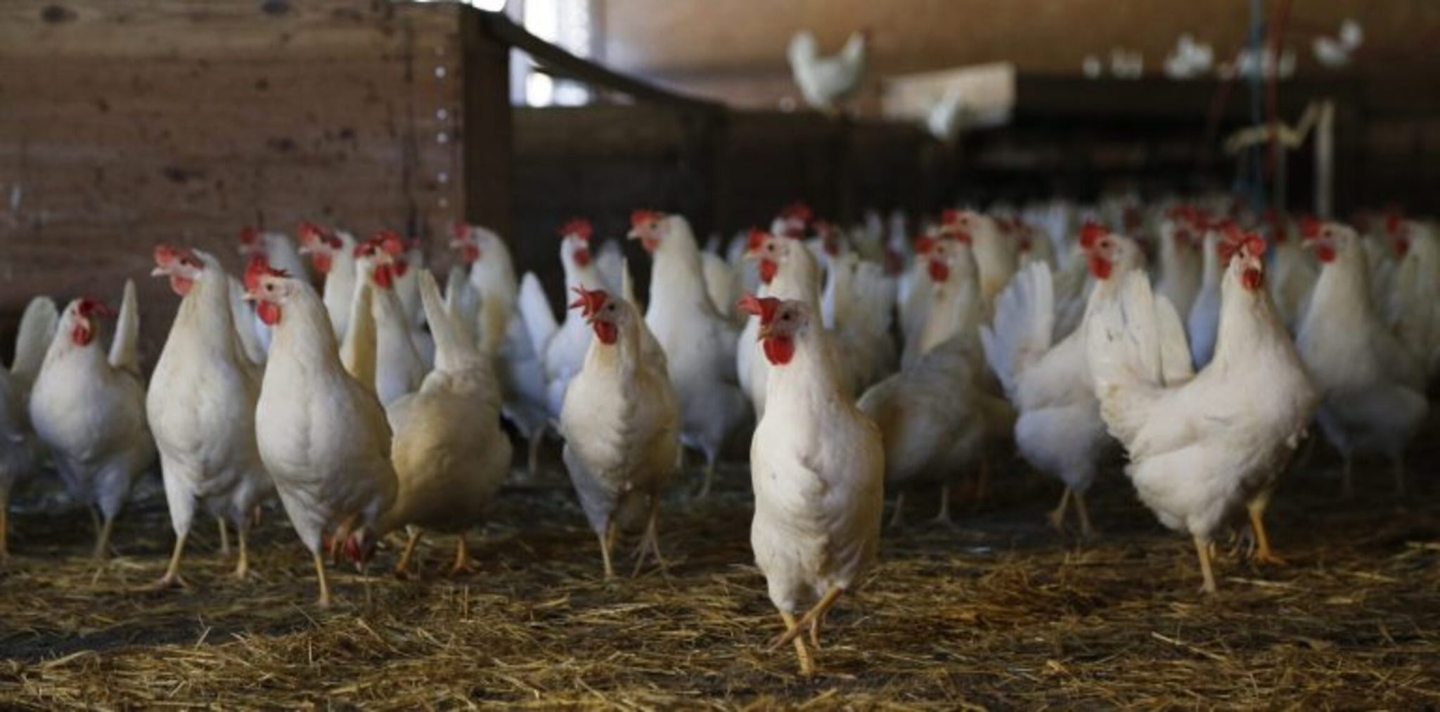 Noruega, contra el pollo favorito del mundo
