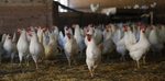 Noruega, contra el pollo favorito del mundo