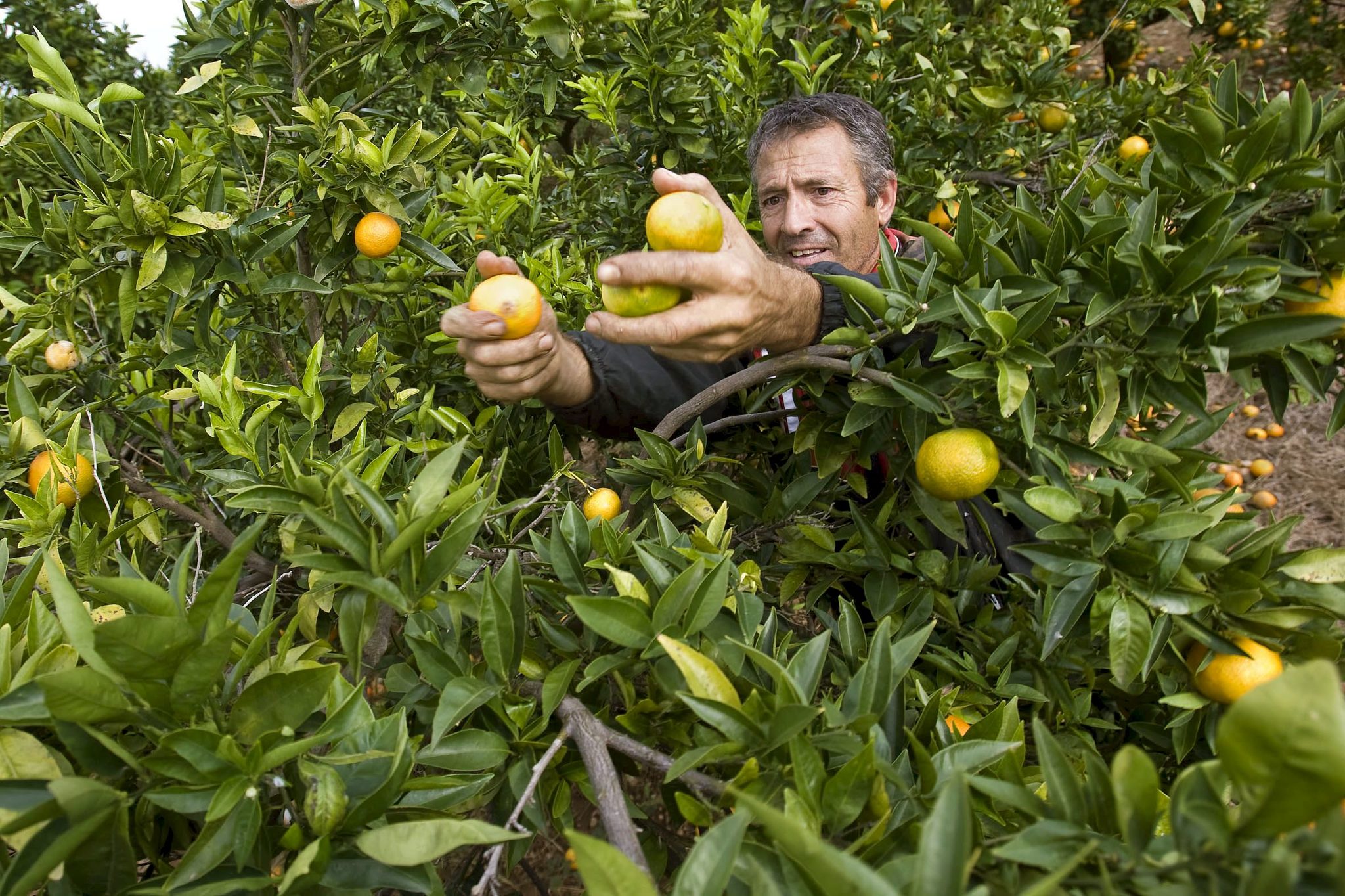 Gi Group busca 800 trabajadores para recoger naranjas en Valencia
