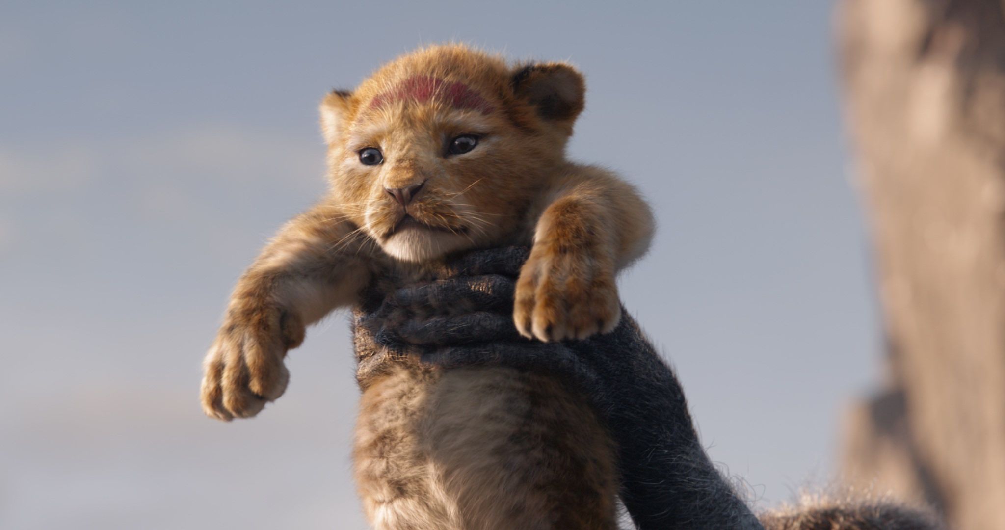 El ciclo de la vida En el "Rey León" se tararea "el ciclo de la vida" lo que llevado a la simplicidad es con lo que los humanos y semovientes asimilados suelen disfrutar/sufrir, léase nacer, crecer, reproducirse y, por acabar, morir. Leer