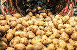 Las olas de calor provocan escasez de patatas en Europa