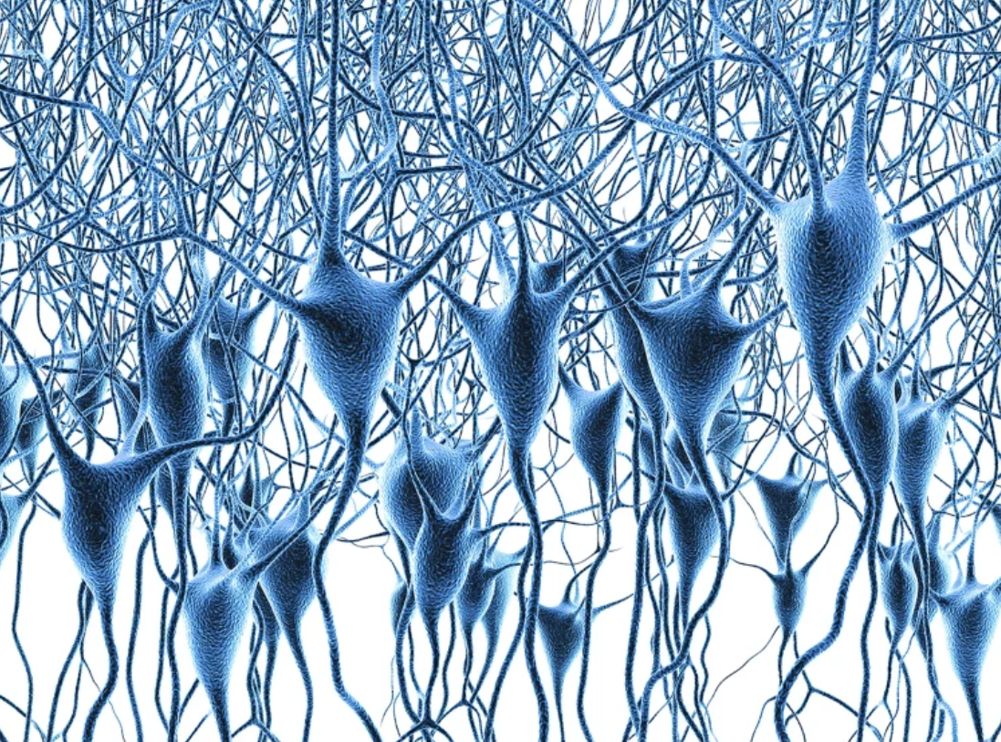 El mayor atlas genómico de la corteza prefrontal confirma que la juventud termina a los 24 años