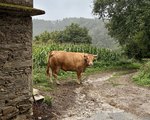 Ruta por la Galicia ancestral en busca de la mejor ganadería del mundo