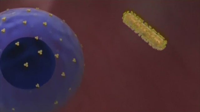 Cientficos madrileos disean una macropartcula que impide la propagacin del bola