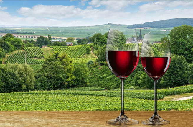 Menos consumo y vinos ms ligeros, la cosecha de 2014