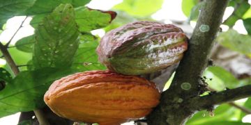 Colombia espera cuadruplicar sus exportaciones de cacao